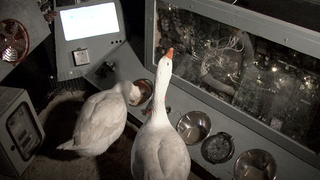 Illustration for article titled Artist attempts to teach geese to fly to the Moon. Adorableness ensues.